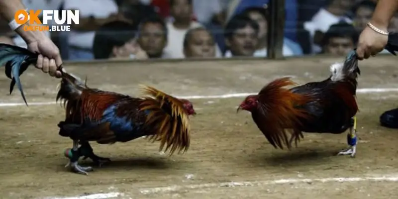 Kinh nghiệm chơi đá gà OkFun