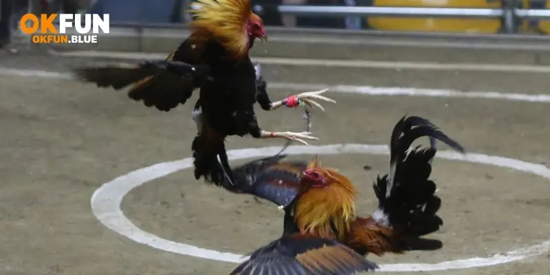 Thông tin về tựa game đá gá được yên thích